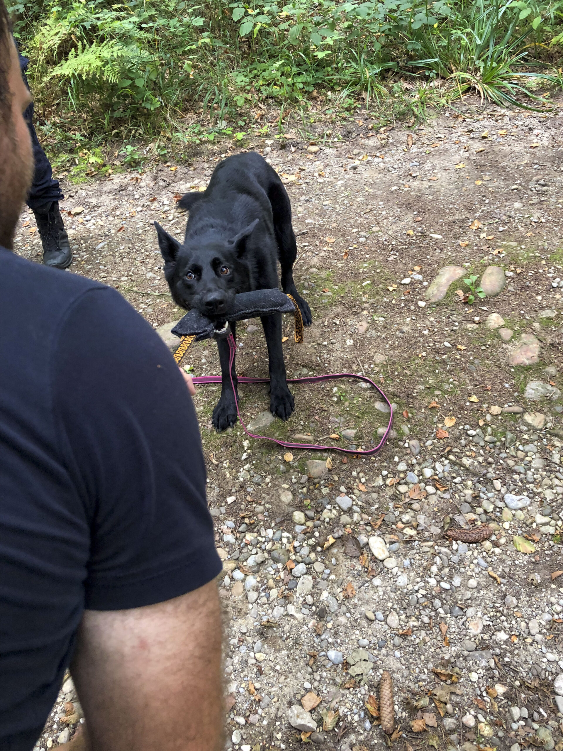 „Das Training baut auf den Trieben der Hunde auf“: So werden in Solothurn Polizeihunde ausgebildet.