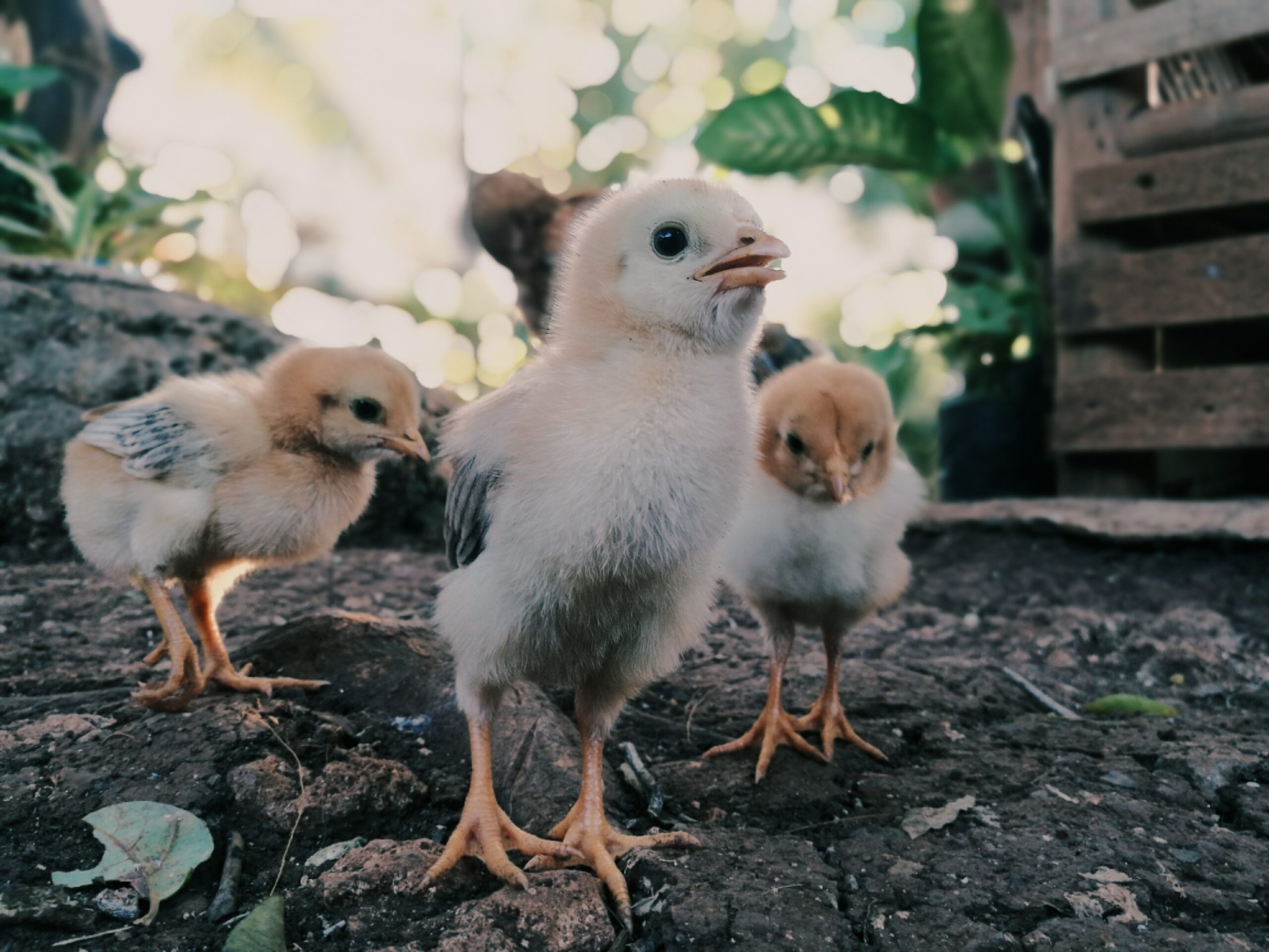 Huhn oder Ei: Das war womöglich zuerst