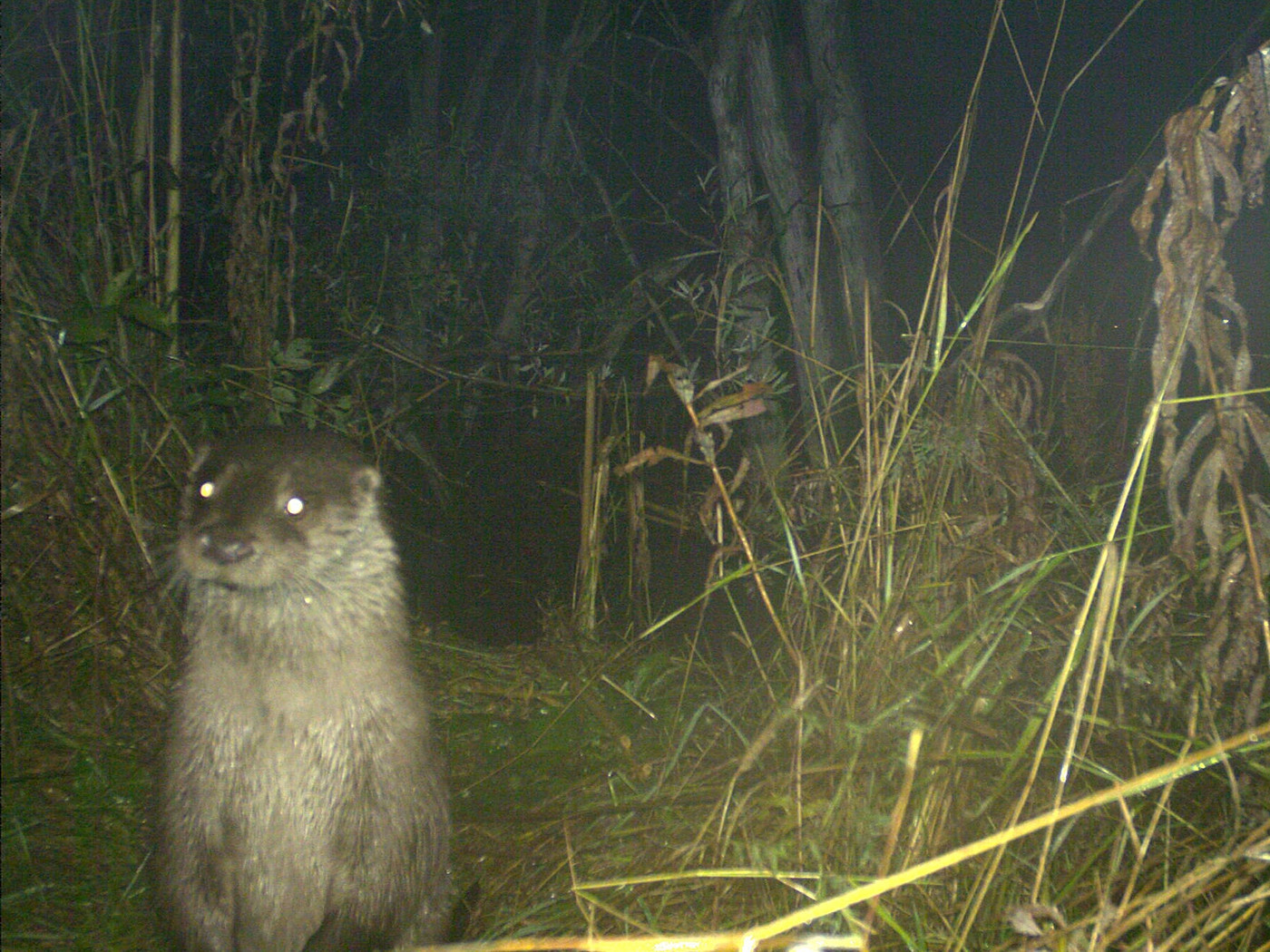 In Graubünden hält sich der Fischotter tapfer